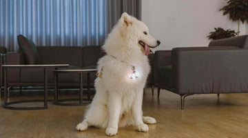 Best Wearable Lights for Night Walking